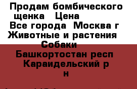 Продам бомбического щенка › Цена ­ 30 000 - Все города, Москва г. Животные и растения » Собаки   . Башкортостан респ.,Караидельский р-н